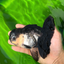 🐼 A Grade Chunky Panda Oranda Female 5.5 inches #0517OR_01