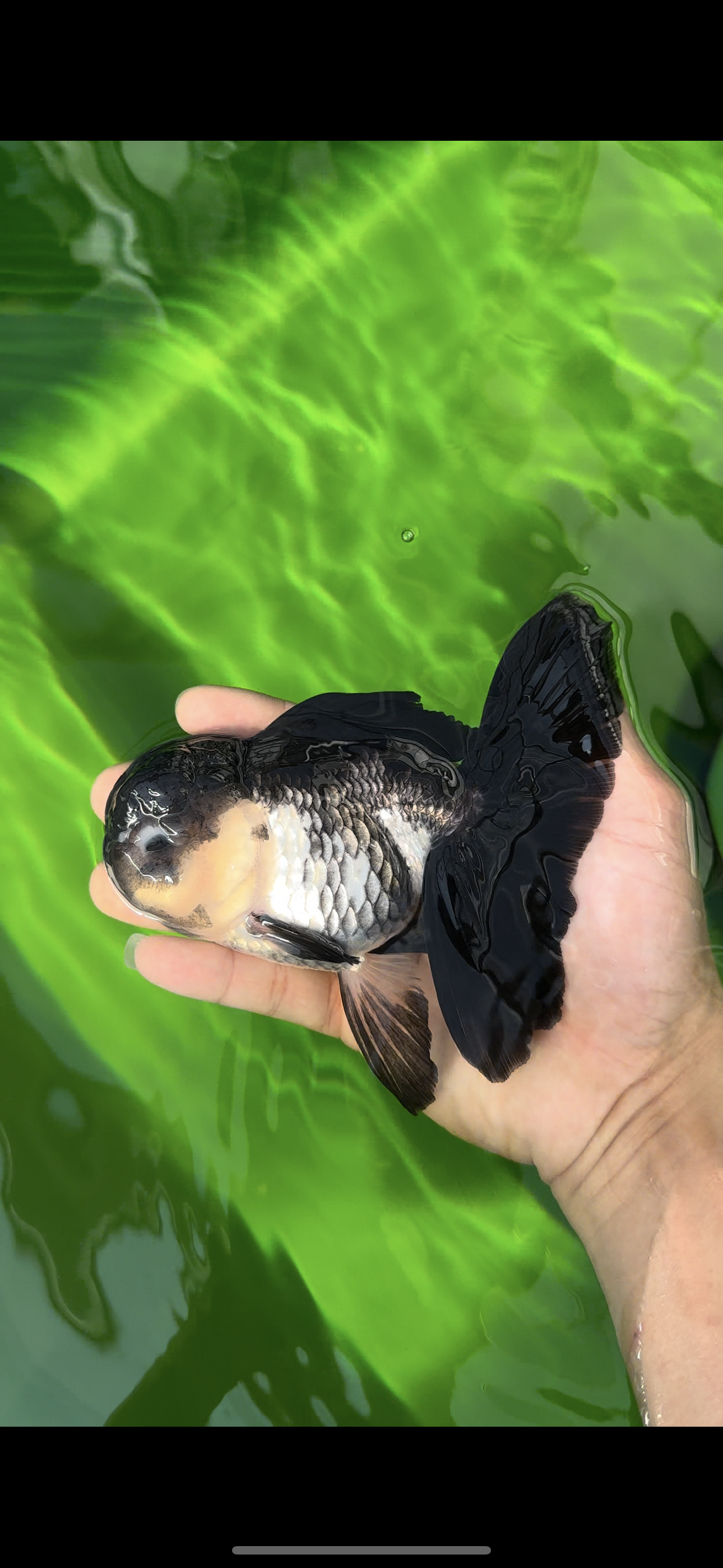 🐼 A Grade Chunky Panda Oranda Female 5.5 inches #0517OR_01