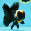 AAA Grade Tricolor Oranda Male 5 inches #050925OR_39