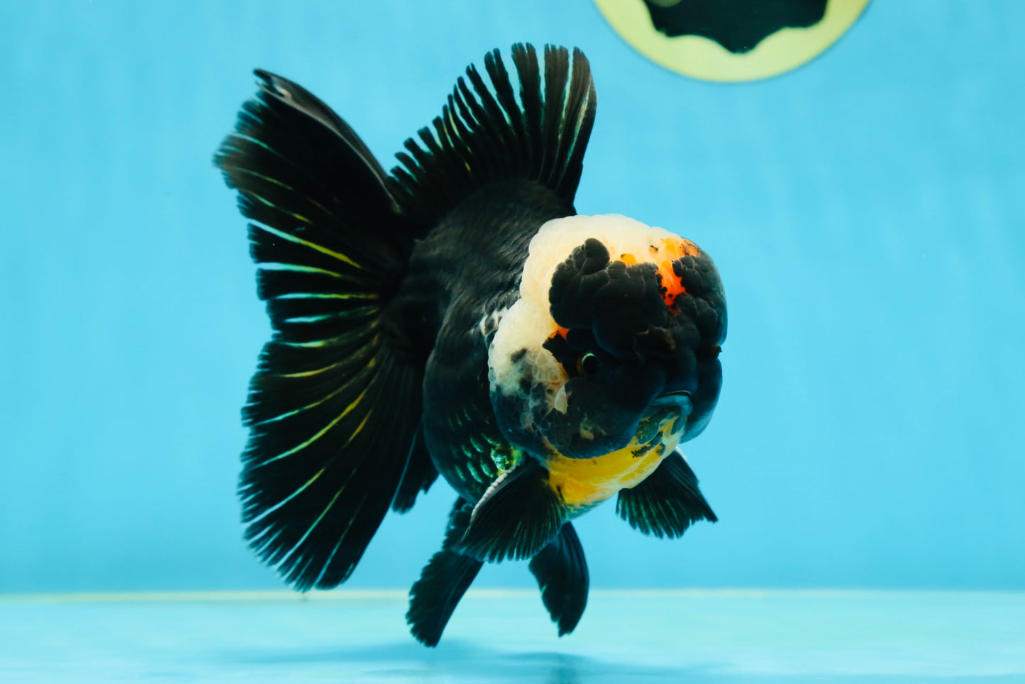 AAA Grade Tricolor Oranda Male 5 inches #050925OR_39