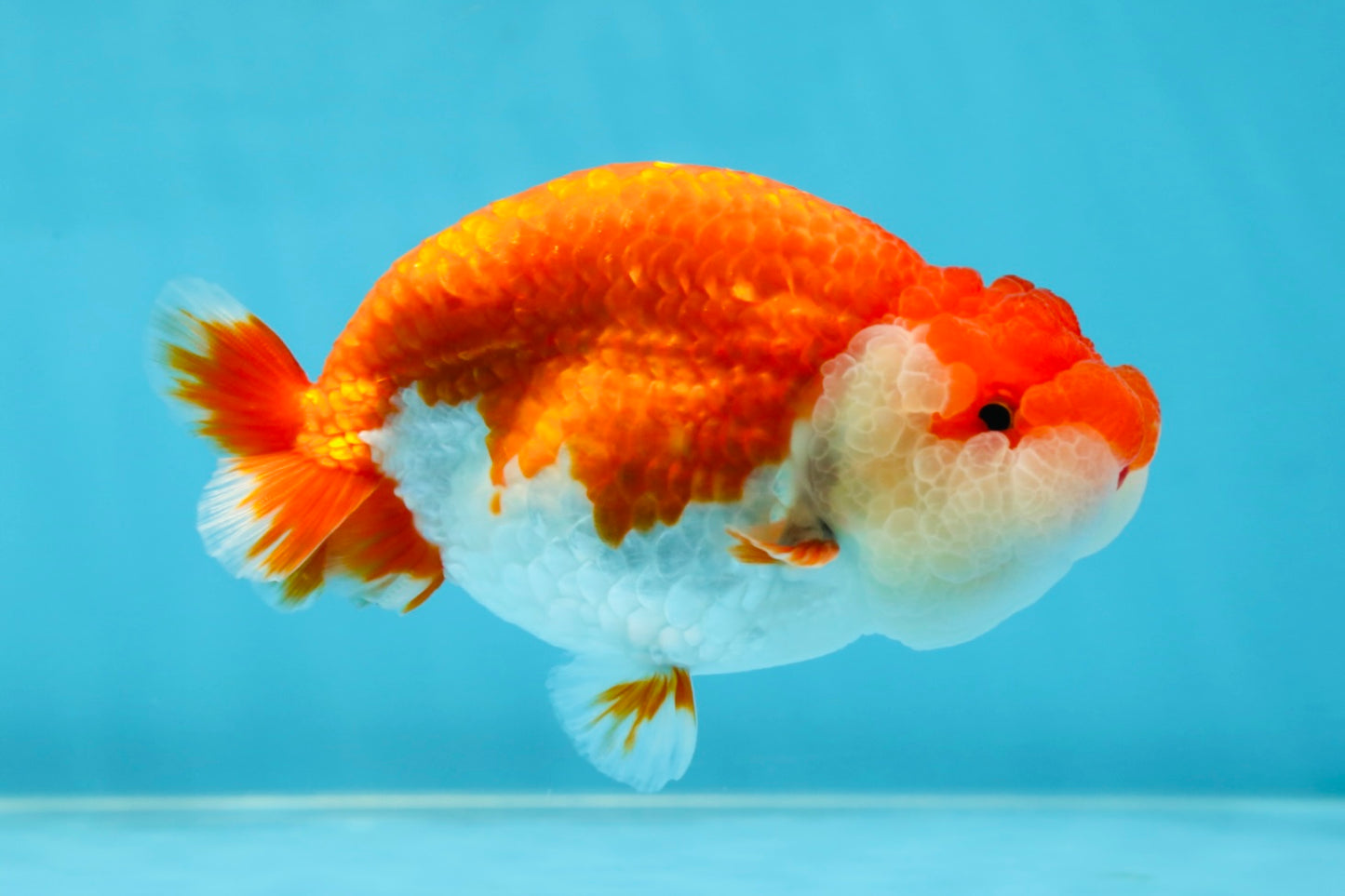 A Grade Red White LionQueen 4.5-5 inches #052325LC_20