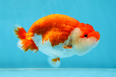 A Grade Red White LionQueen 4.5-5 inches #052325LC_20