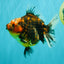 A Grade Tiger Oranda Female 5.5 inches #090426OR_07