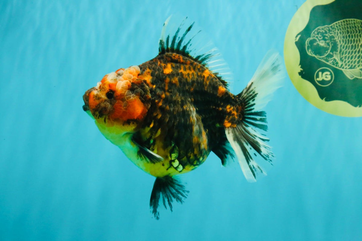 A Grade Tiger Oranda Female 5.5 inches #090426OR_07