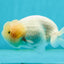 Big Wen Snow White Lionchu Male 3.5-4 inches #1004LC_16