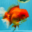 JUMBO A Grade Red White Oranda Male 7 inches #041026OR_03