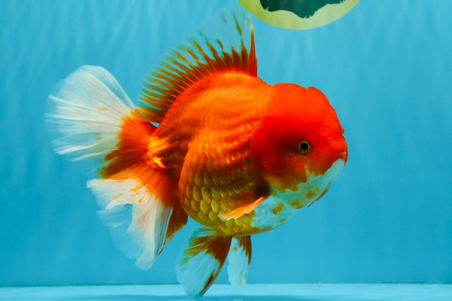 JUMBO A Grade Red White Oranda Male 7 inches #041026OR_03