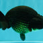 A Grade Black Ranchu Female 5.5 inches #072426RC_37