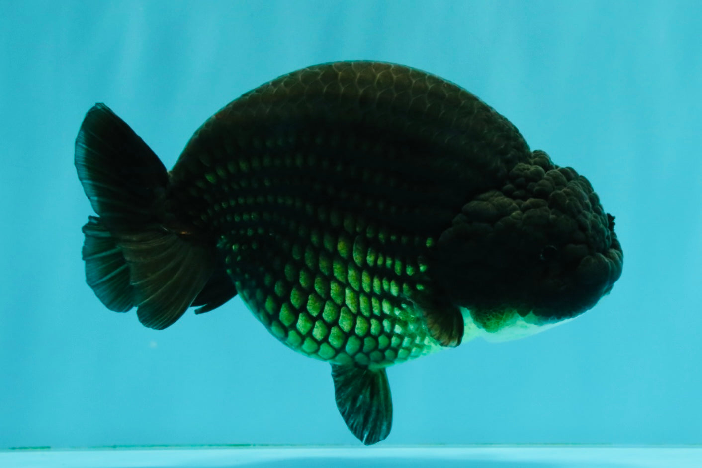 A Grade Black Ranchu Female 5.5 inches #072426RC_37