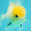 A Grade Lemonhead Oranda Male 4.5 inches #111524OR_21