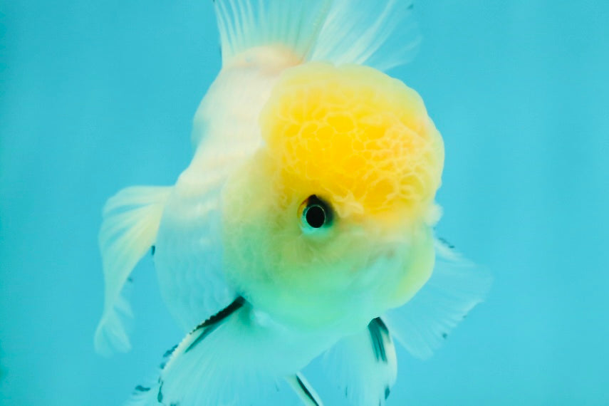 A Grade Lemonhead Oranda Male 4.5 inches #111524OR_21