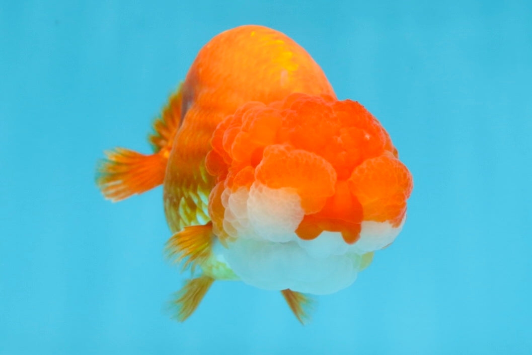 A Grade FLUFFY WEN Red White LionQueen 4.5 inches #072525LC_02