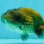 Black Copper Lionchu Female 4 inches #081426LC_26