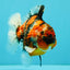 A Grade Tiger Yuanbao Male 5.5 inches #041726YB_15