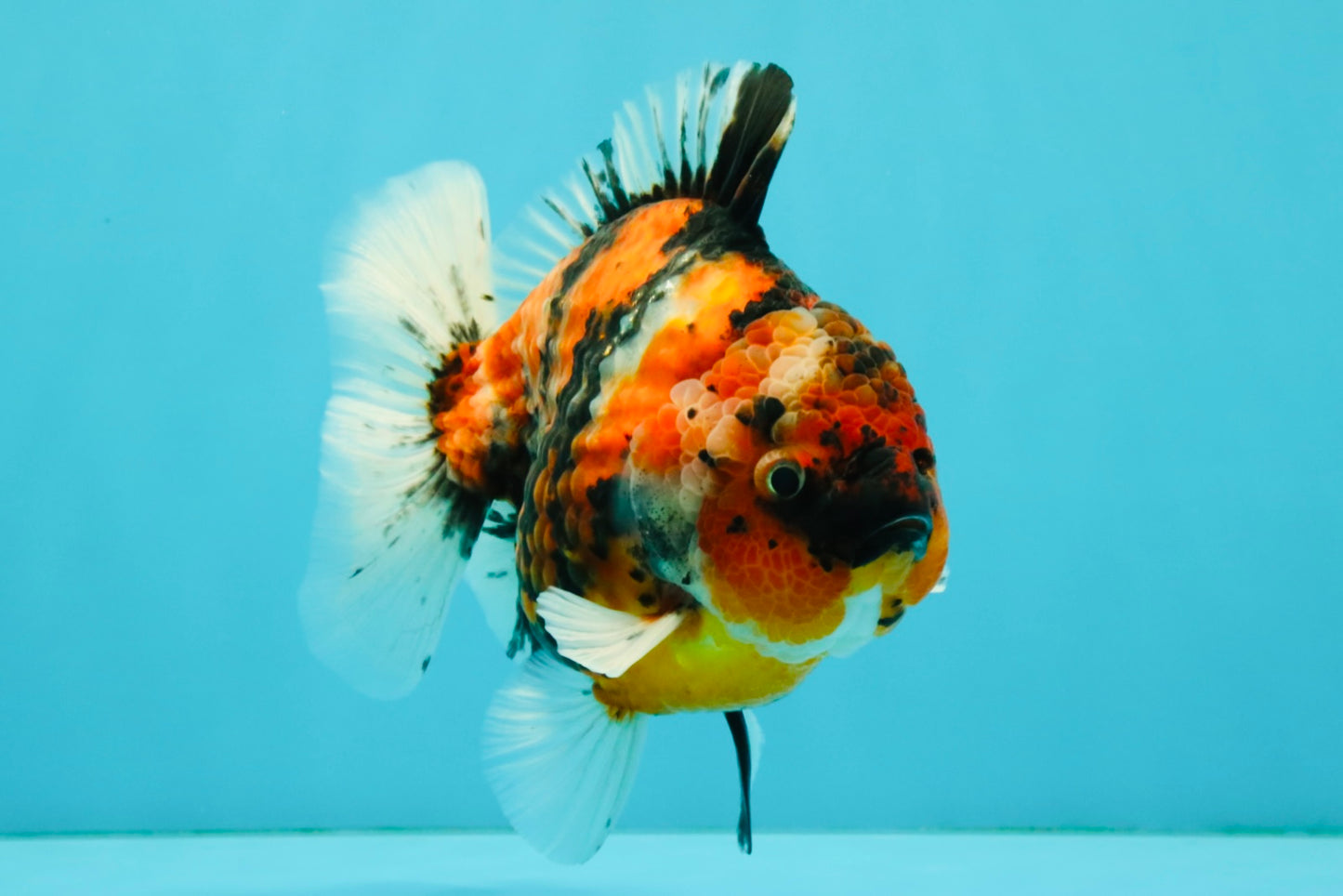 A Grade Tiger Yuanbao Male 5.5 inches #041726YB_15