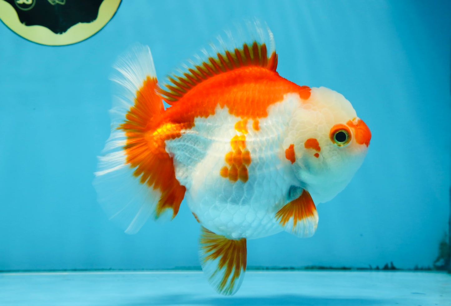 Red White Yuanbao Female 5 inches #091925YB_21