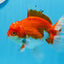 AAA Grade Red White Oranda Male 5.5 inches #0706OR_22