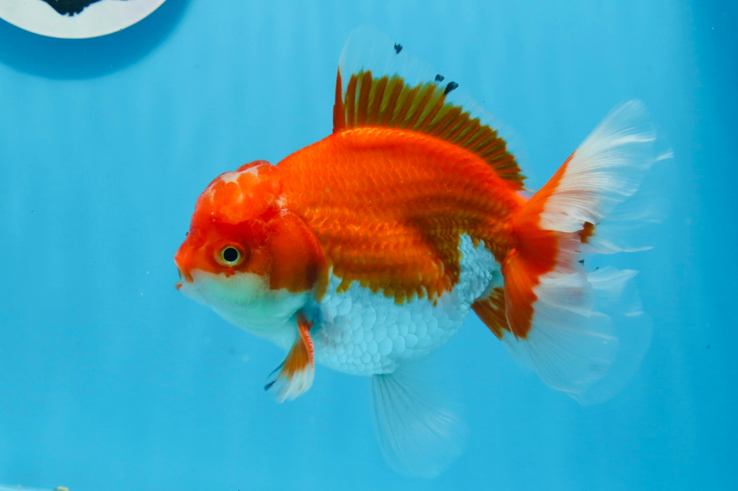 AAA Grade Red White Oranda Male 5.5 inches #0706OR_22