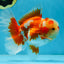 SHOW GRADE Won Runner 2nd Red White Oranda Male 5.5 inches Trophy Included #062025OR_01