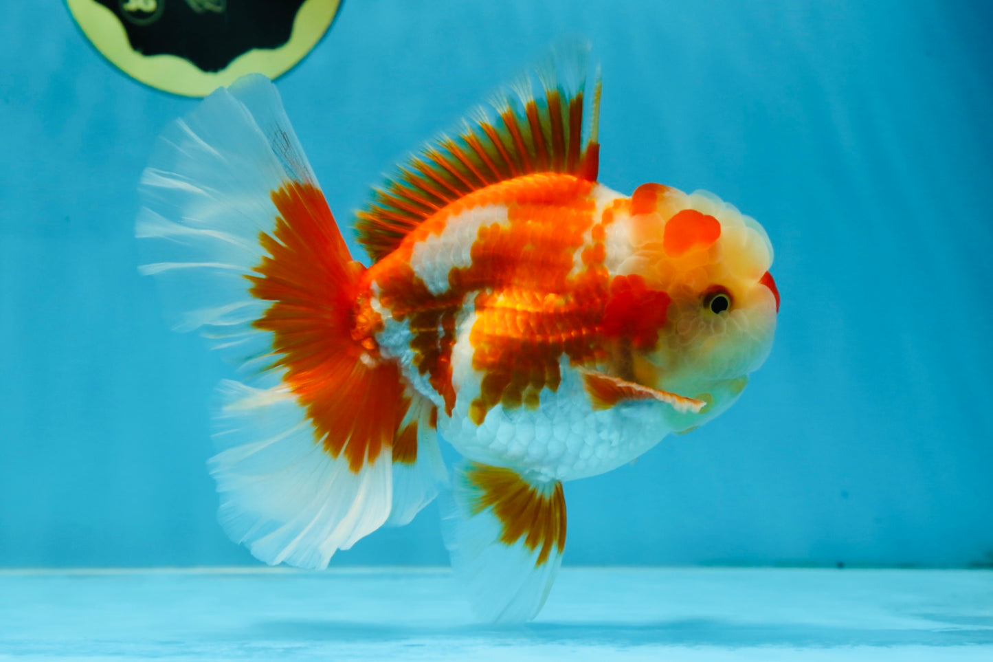 SHOW GRADE Won Runner 2nd Red White Oranda Male 5.5 inches Trophy Included #062025OR_01