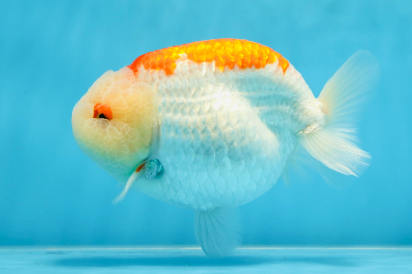 AAA Grade Super Red White LionKing 5.5 inches #080125LC_01