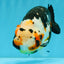 Chinese Tricolor Ranchu Male 5.5 inches #041026RC_20