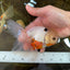 A Grade Tricolor Oranda Male 5.5 inches #070425OR_15