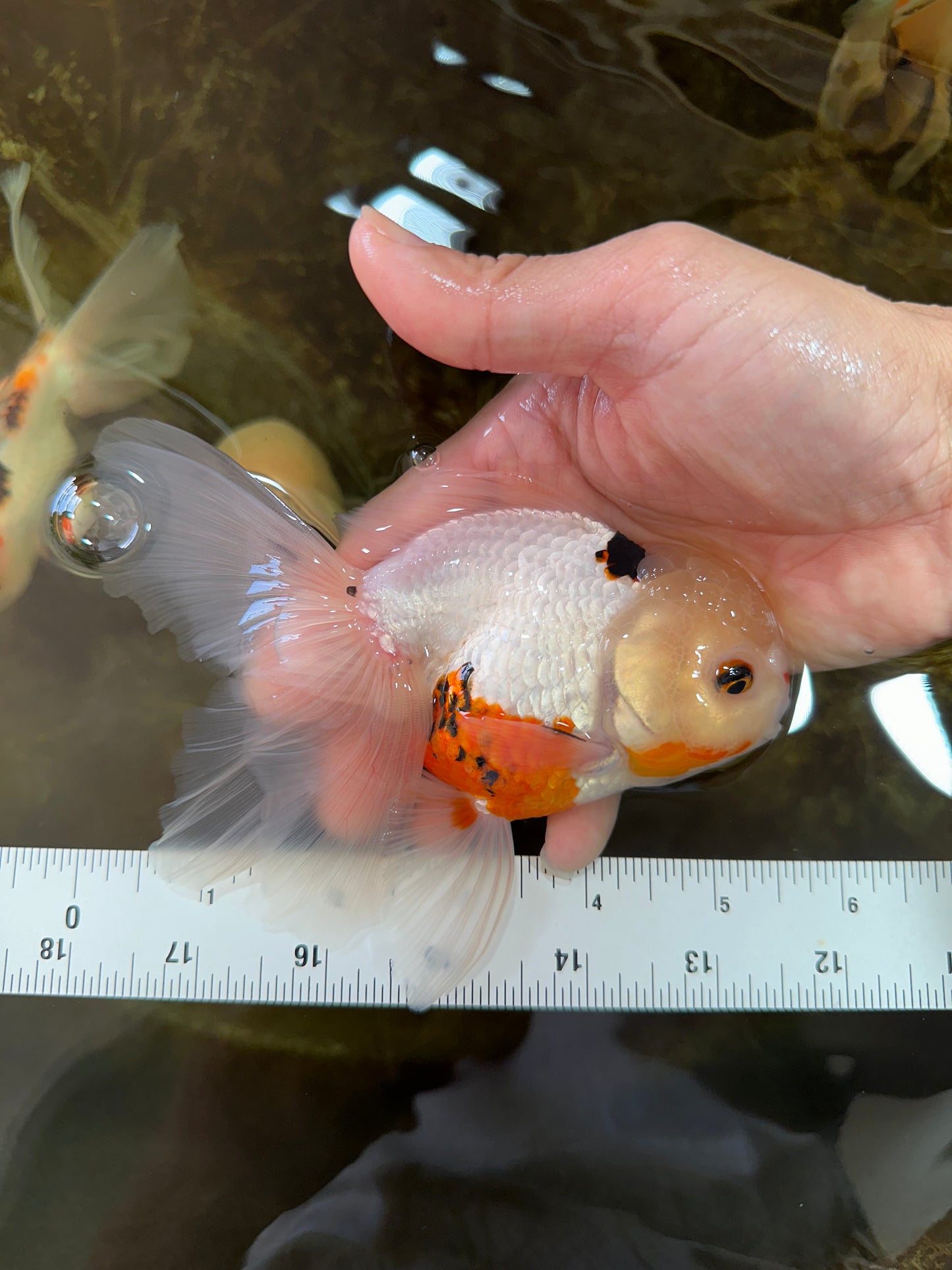 A Grade Tricolor Oranda Male 5.5 inches #070425OR_15