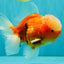 A Grade Jade Head Sakura Oranda Male 6-6.5 inches #082826OR_01