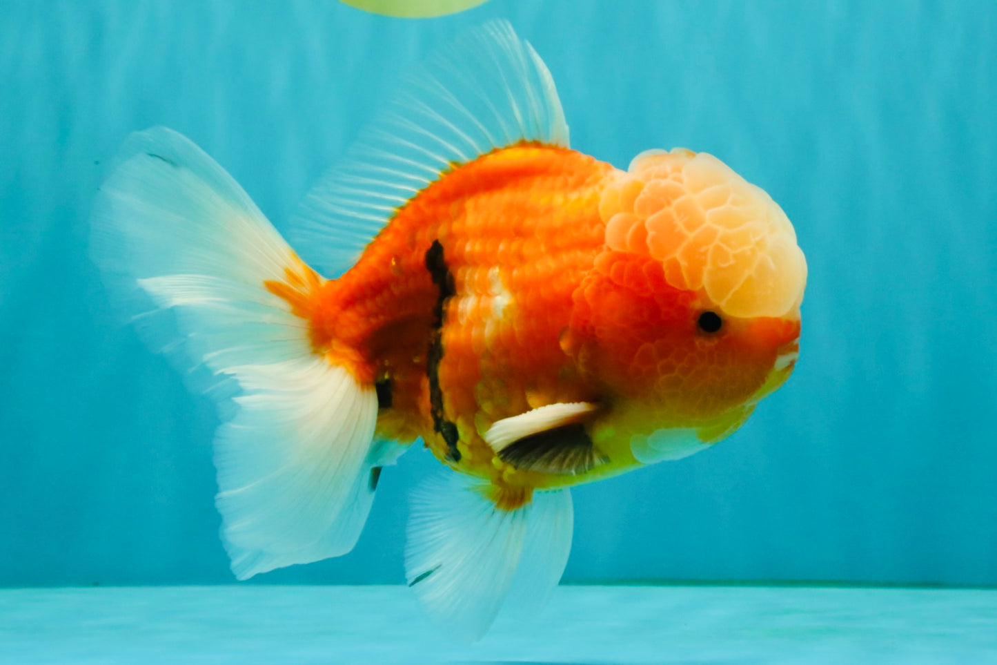 A Grade Jade Head Sakura Oranda Male 6-6.5 inches #082826OR_01