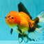 CHARLIE AAA Grade Apache Oranda Female 6.5 inches #091826OR_01
