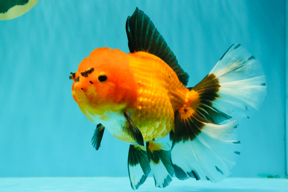 CHARLIE AAA Grade Apache Oranda Female 6.5 inches #091826OR_01