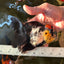 AAA Grade Monster Lava Head Tricolor Oranda Female 5.5 inches #110824OR_01