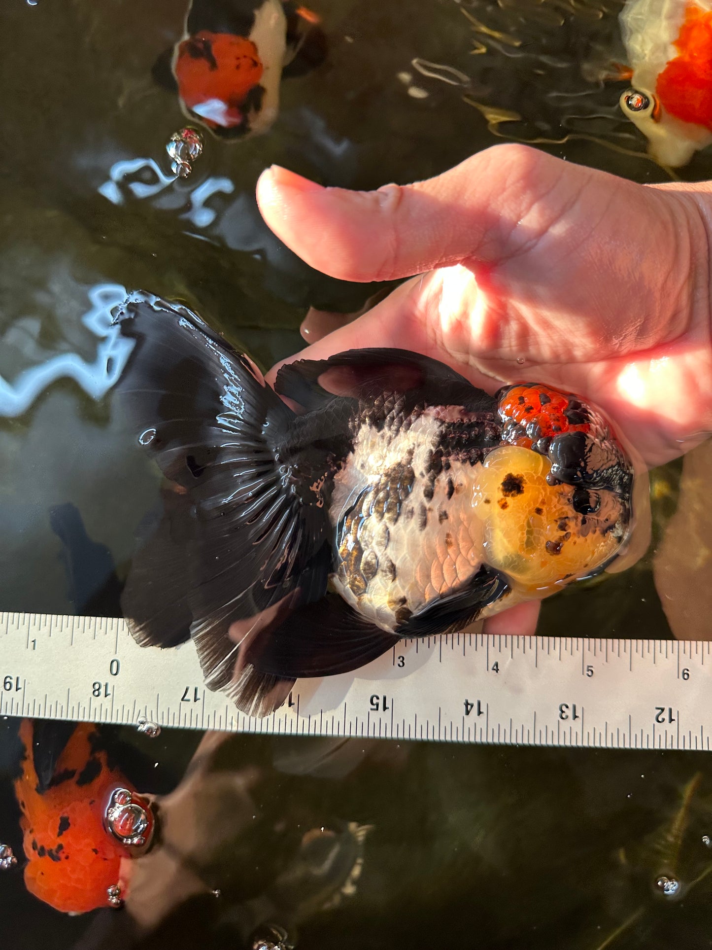 AAA Grade Monster Lava Head Tricolor Oranda Female 5.5 inches #110824OR_01