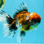 FLUFFY A Grade Calico Oranda Male 7 inches #041026OR_04