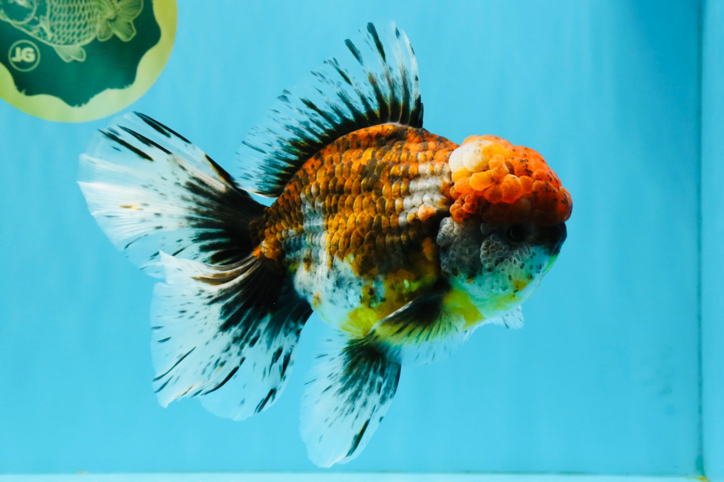 FLUFFY A Grade Calico Oranda Male 7 inches #041026OR_04