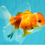 Sakura Oranda Female 5 inches #050126OR_06
