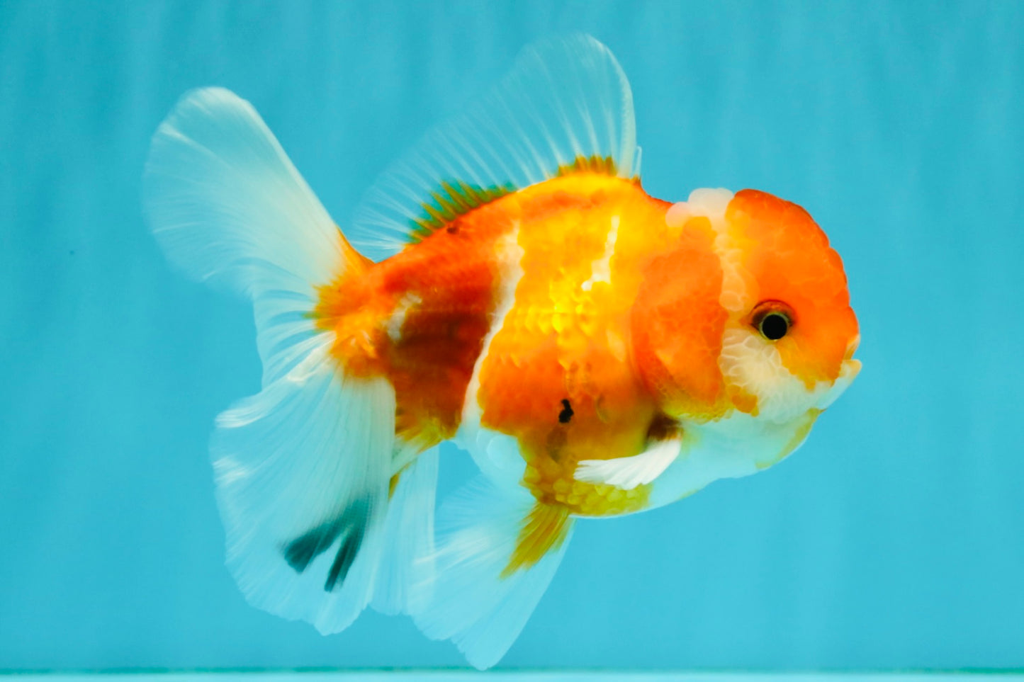 Sakura Oranda Female 5 inches #050126OR_06