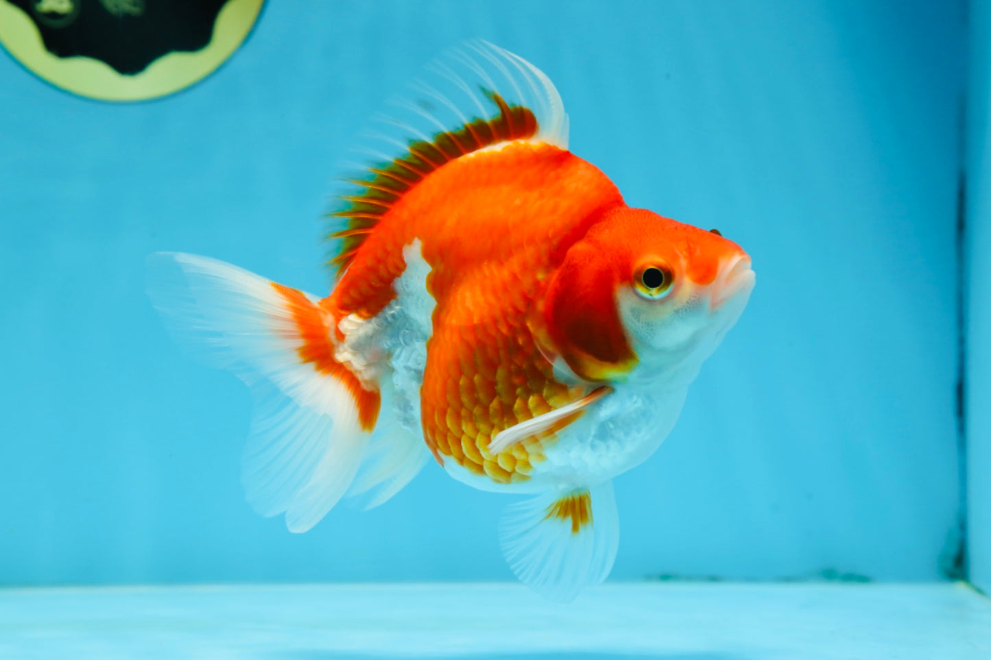 A Grade Red White Ryukin Female 5 inches #071125RK_20