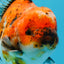 SPECIAL ROSE TAIL A Grade Calico Oranda Male 5.5 inches #120525OR_01