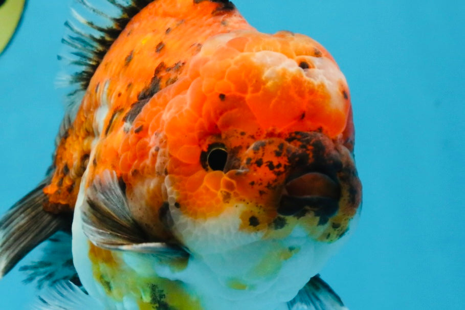 SPECIAL ROSE TAIL A Grade Calico Oranda Male 5.5 inches #120525OR_01