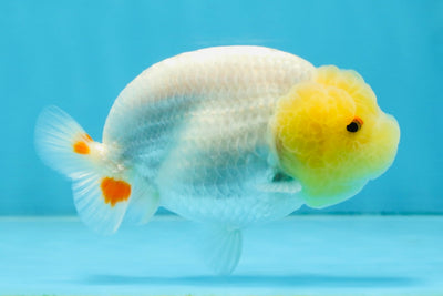 AAA Grade Young Lemonhead LionQueen 4 inches #101025LC_06