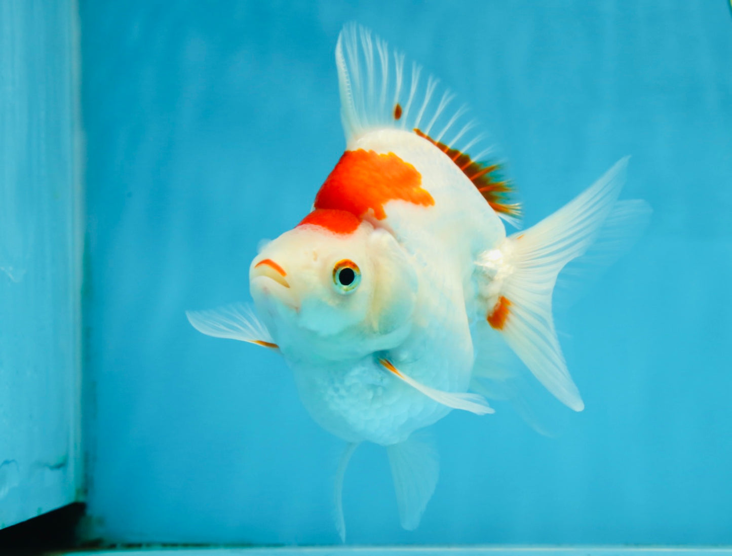 A Grade Kohaku Ryukin Red White Female 5 inches #070425RK_03