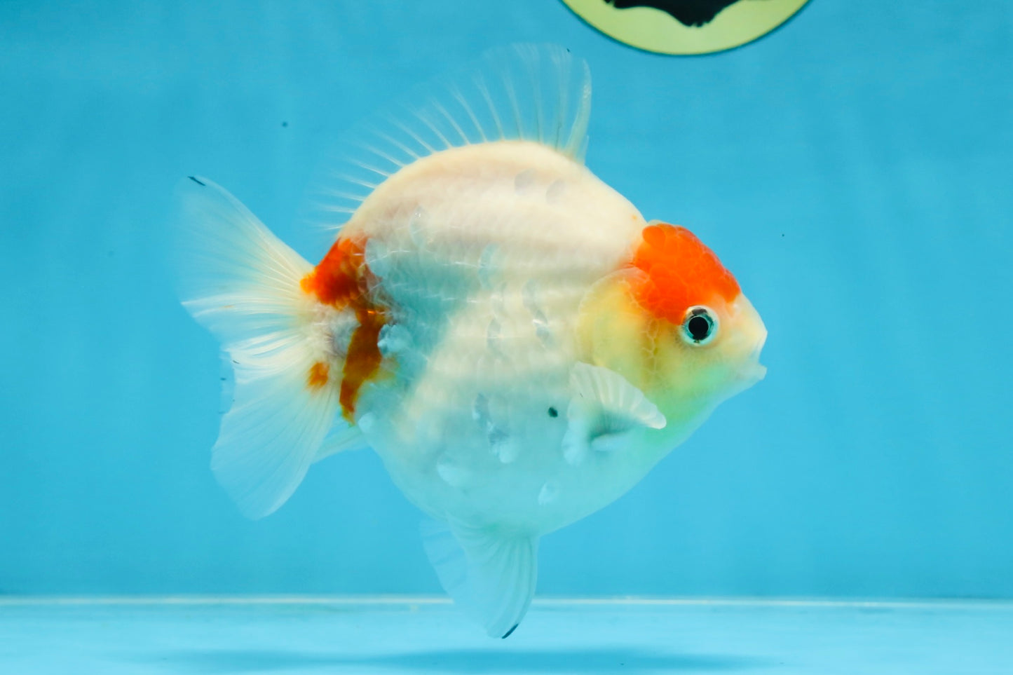 A Grade Young Godzilla Tancho Sakura Yuanbao Male 4.5 inches #101725YB_26