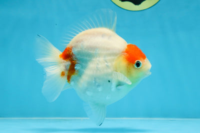 A Grade Young Godzilla Tancho Sakura Yuanbao Male 4.5 inches #101725YB_26