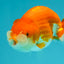 A Grade Red White LionQueen 4-4.5 inches #081426LC_18