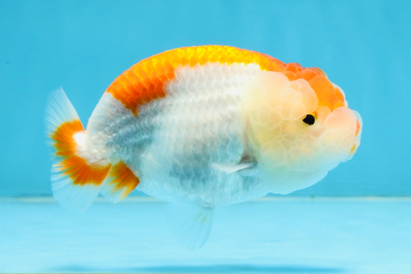 AAA Grade Red White LionQueen 4 inches #112125LC_08