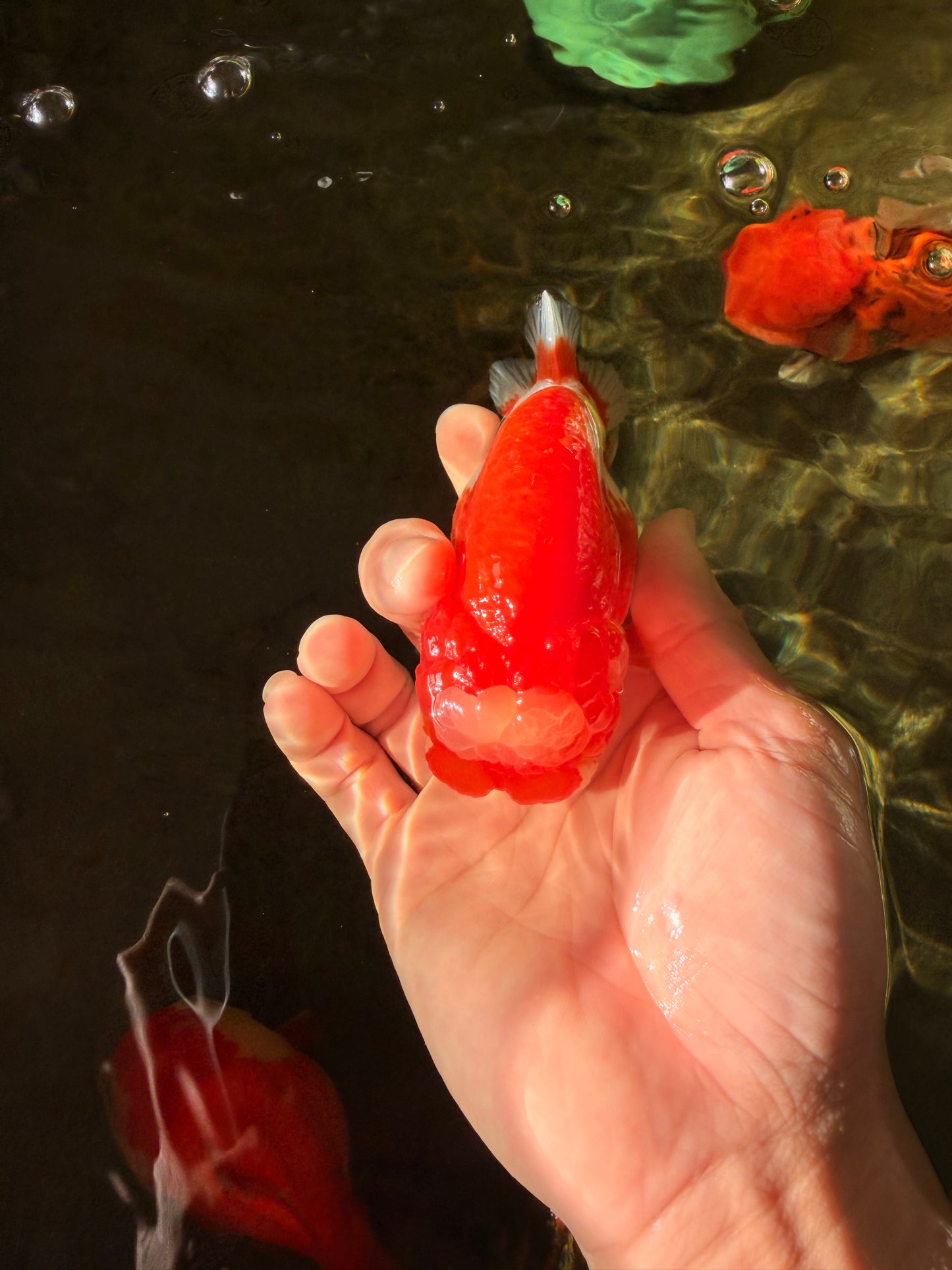 UNIQUE A Grade Jade Head Red White LionQueen 4 inches #030626LC_05