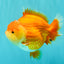 AAA Grade Red White Yuanbao Female 5-5.5 inches #061926YB_30