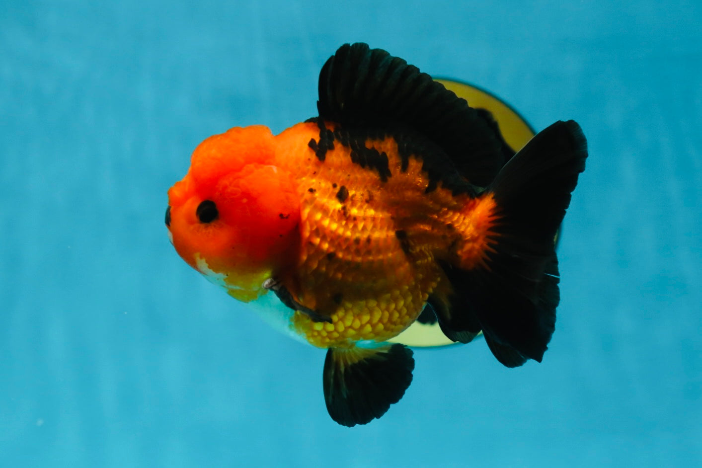 A Grade Pompom Apache Button Eyes Yuanbao Male 4 inches #050925YB_26